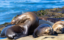 Sea Lions Stretching On The Rocks / Beach On The Pacific Ocean In La Jolla Cove / San Diego, California