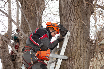 Wall Mural - Tree surgeon. Working with a chainsaw. Sawing wood with a chainsaw.