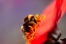Bee On Red Flower