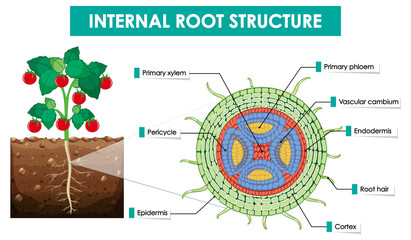 Poster - Diagram showing internal root structure