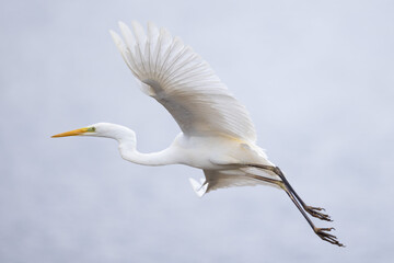 Great egret Ardea alba in flight spread wings close up