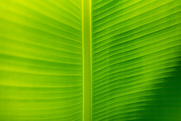 Sticker - Green leaf macro. Bright nature closeup, green foliage texture. Beautiful natural botany leaf, garden  of tropical plants. Freshness, ecology nature pattern. Botany, spa, health and wellbeing concept