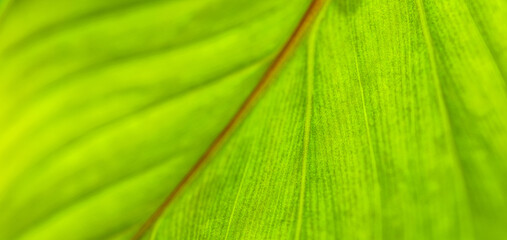 Sticker - Green leaf macro. Bright nature closeup, green foliage texture. Beautiful natural botany leaf, garden  of tropical plants. Freshness, ecology nature pattern. Botany, spa, health and wellbeing concept