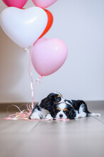 Dog Puppy Two Months Old Cavalier King Charles Spaniel On A Colored Background With Balloons