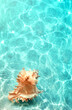 Big natural seashell on the summer beach in clear sea water. Ocean background