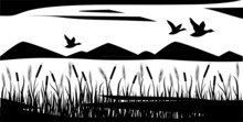 Sedge And Cattail Grow. Ducks And Geese Are Flying. Black Silhouette.