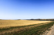 © Anastacia Yu - Field on a background of bright blue sky in the village of Savvushki, Gorny Altai, Siberia, Russia. Picturesque landscape
