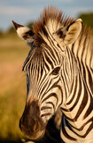Fototapeta Konie - Close up photo of a Zebra displaying its stripes, which amongst many theories may be for camouflage or markers to help identify individuals in the herd