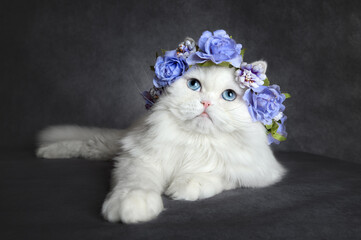 Wall Mural - beautiful white cat with blue eyes lying down in a flower crown