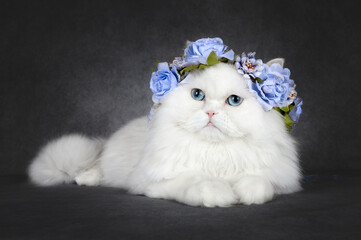 Wall Mural - white fluffy cat with blue eyes in a flower crown posing on grey background