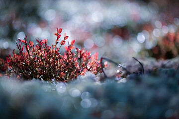 Canvas Print - Autumn forest