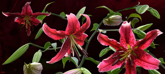 Impression de lilium Miss Feya