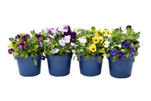 Beautiful Mix Pansy Viola Flower In Tricolor, White, Yellow And Violet Or Purple Growing In Blue Pot On White Background And Clipping Path.  Idea Plant To Put In Garden Or Balcony , 