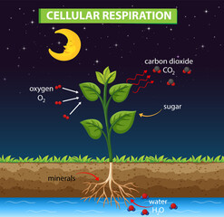 Wall Mural - Diagram showing cellular respiration in plant