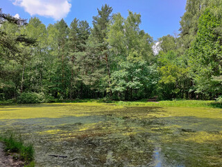 Wall Mural - Beautiful summer day in a park with pond