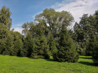 Wall Mural - Fir trees growing in a row