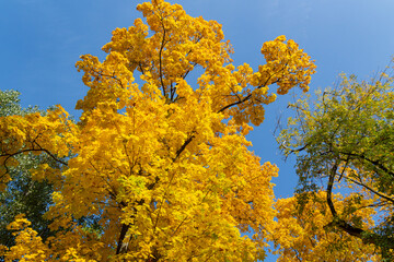 Wall Mural - Beautiful yellow maple tree against the blue sky.