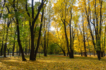 Wall Mural - Beautiful trees in Lefortovsky park, Moscow.