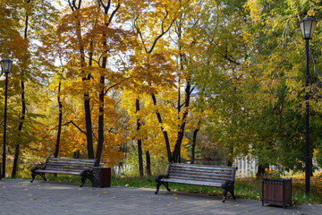 Wall Mural - Benches under the maple tree in the park.