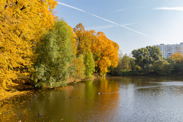 Wall Mural - Beautiful autumn trees near the pond with ducks.