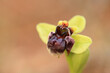 The bumblebee orchid (Ophrys bombyliflora) on xerothermic grassland in Crete