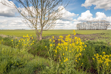 Wall Mural - Yellow flowering rapeseed on the edge of a ditch in a Dutch polder. Spring has sprung but the branches of the trees are still bare. Large cumulus clouds are visible in the blue sky.