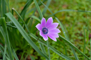 Wall Mural - Anemone (pavonina) flower close up in natural environment