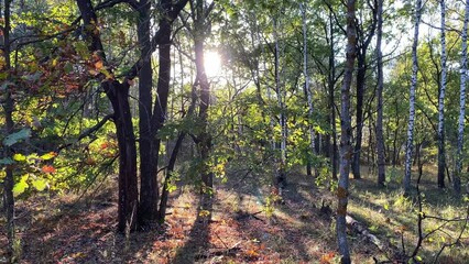 Canvas Print - Video footage of autumn forest in sunny weather