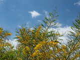 Fototapeta  - Blooming bright yellow Australian acacia against the blue sky