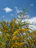 Fototapeta  - Flowering branches of the Australian acacia against the blue sky
