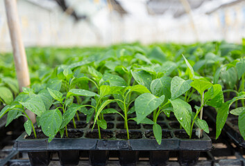 Wall Mural - Hot pepper seedlings  in blck plastic tray