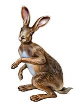 Hare (Lepus)