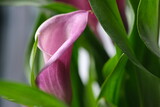 Fototapeta Tulipany - Purple Calla Lily flower close up with green leaves, selective focus. Calla flower pot macro photo. Sunlight on the purple flower petal