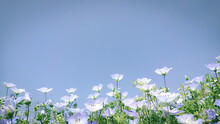 Nemophila, Blue Sky Background And Blue Flowers In Full Bloom