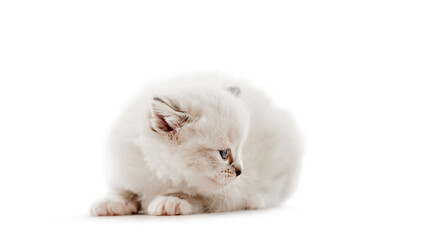 Wall Mural - Ragdoll cat kitten isolated on white background