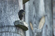 An European passerine Common swift, Apus apus looking out of a nesting box during summertime in Estonia