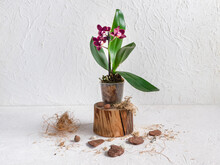 Purple Mini Orchid In A Pot On A White Background. Home Gardening, Breeding Of Orchids. Gift Flower Of A Little Blooming Orchids.