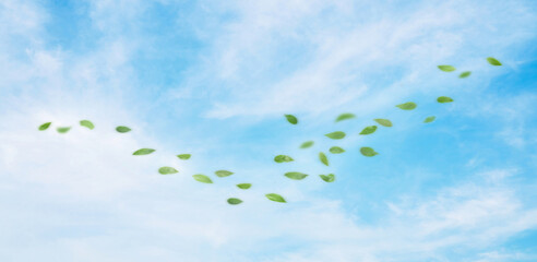 Wall Mural - panorama blue sky and leaf in the wind.