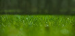 zielona trawa na wiosne, piękny zielony trawnik w ogrodzie