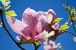 Piękne wiosenne kwiaty magnolii w promieniach słońca  wiosną na tle niebieskiego nieba