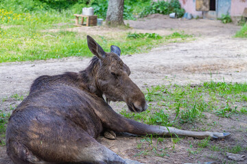 A young moose sleeps on the ground in a wild animal nursery in summer