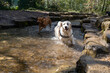 © Chris - Golden Retriever In River Running