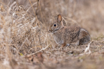 Canvas Print - eastern cottontail bunny in early spring