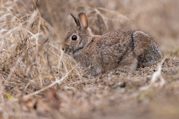 Canvas Print - eastern cottontail bunny in early spring