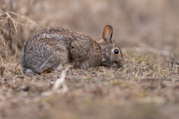 eastern cottontail bunny in early spring