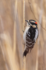 Wall Mural - downy woodpecker in early spring