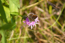 Closeup Of Common Blue Butterfly On Spotted Knapweed Flower With Selective Focus On Foreground