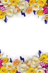 Wall Mural - White and yellow narcissuses, violet hyacinths and blue flowers muscari on a white background with space for text. Top view, flat lay