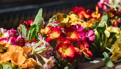 Colored primula vulgaris or primrose for sale in flower shop in spring time.