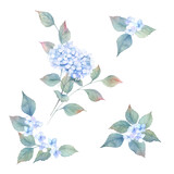 Watercolor hydrangea composition set. Botanical design. Hand drawn illustration